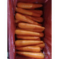 New Crop Shandong Fresh Carrot Hot Sale